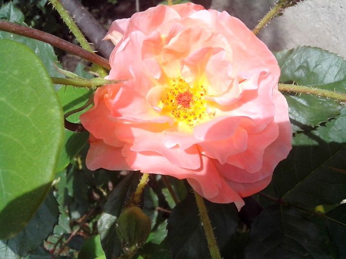 IMG_20140603_114458 - roze2014