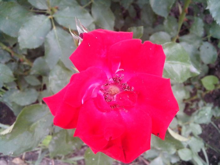 IMG_20140603_114511 - roze2014