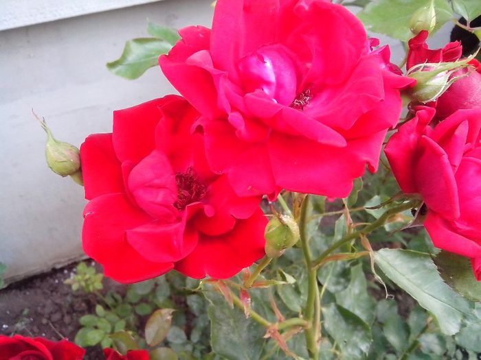 IMG_20140603_114522 - roze2014