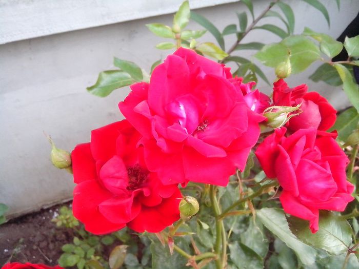 IMG_20140603_114527 - roze2014
