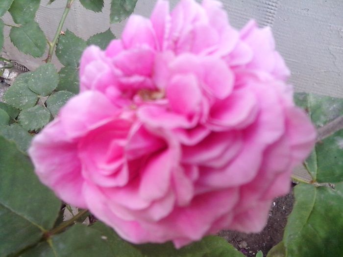 IMG_20140603_114536 - roze2014