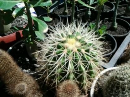 Fotografie1016 - Cactusi și suculente