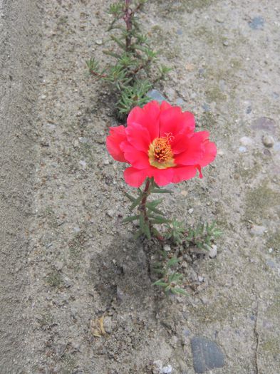 IMG_20140608_141712 - FLORILE MELE DE PRIN CURTE