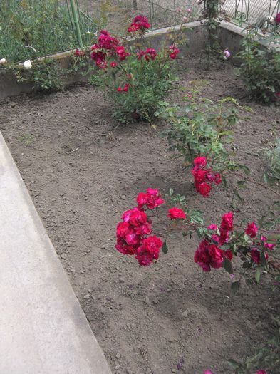 IMG_20140608_141742 - FLORILE MELE DE PRIN CURTE