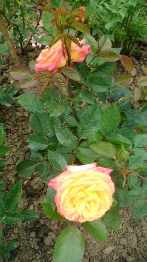 GartenSpass