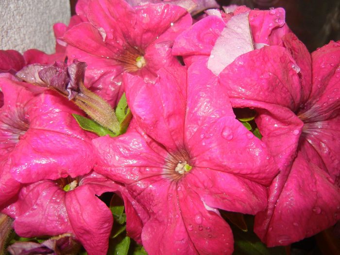 Petunia (2014, June 07)