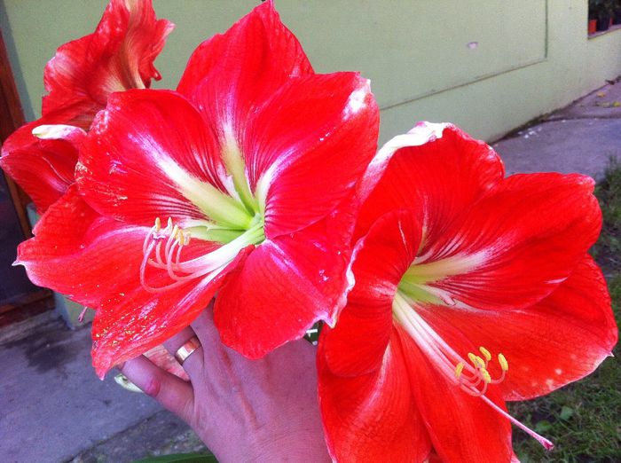 Are flori imense anul acesta - amaryllis 2014