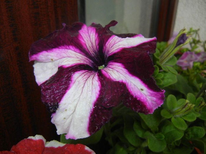 Petunia (2014, June 07)