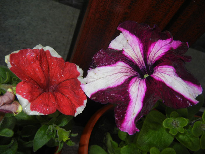 Petunia (2014, June 07)