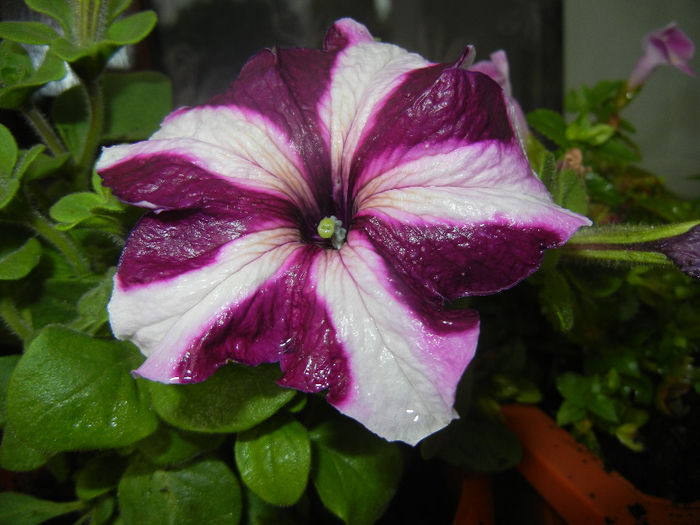 Petunia (2014, June 07)