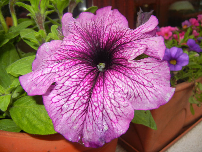 Petunia (2014, June 07)