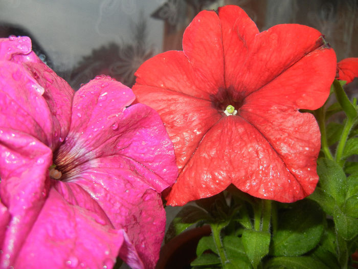 Petunia (2014, June 07)