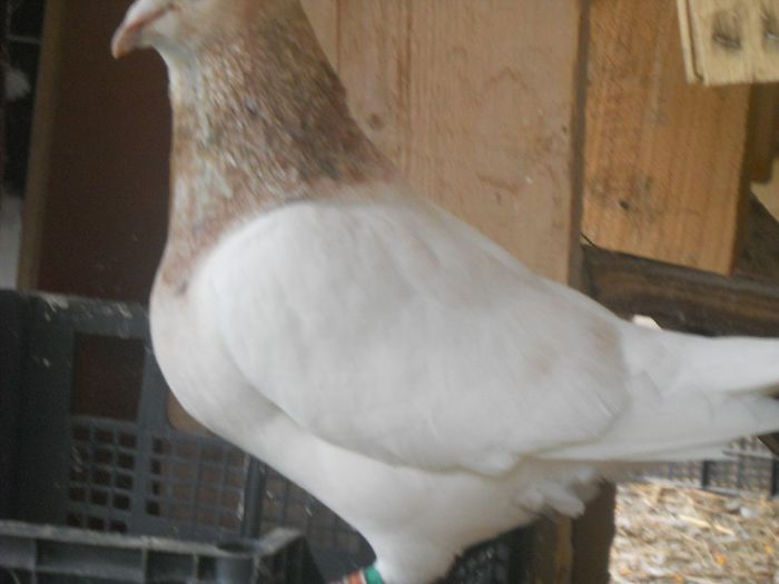 m texan din crescatoria gorby.