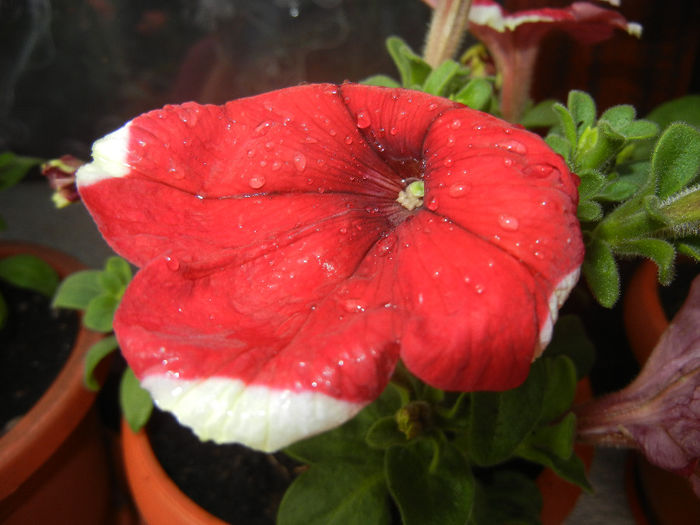 Petunia (2014, June 07)