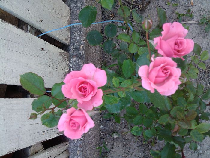 PHOTO_20140608_183328 - Trandafiri
