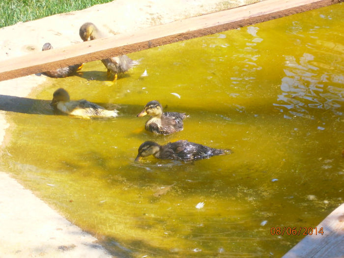 P6084036 - Rate Pitice Caal Duck