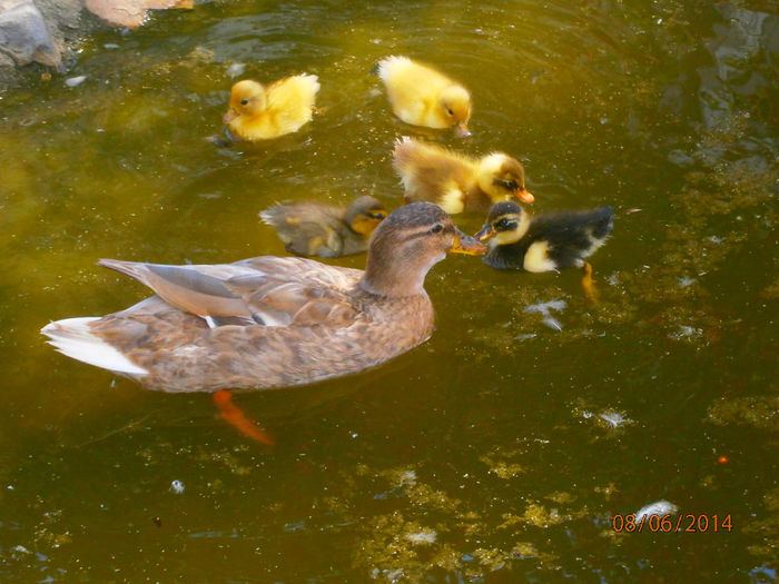 P6084046 - Rate Pitice Caal Duck