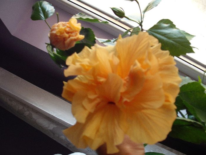 2014-05-31 18.24.09 - HIBISCUS