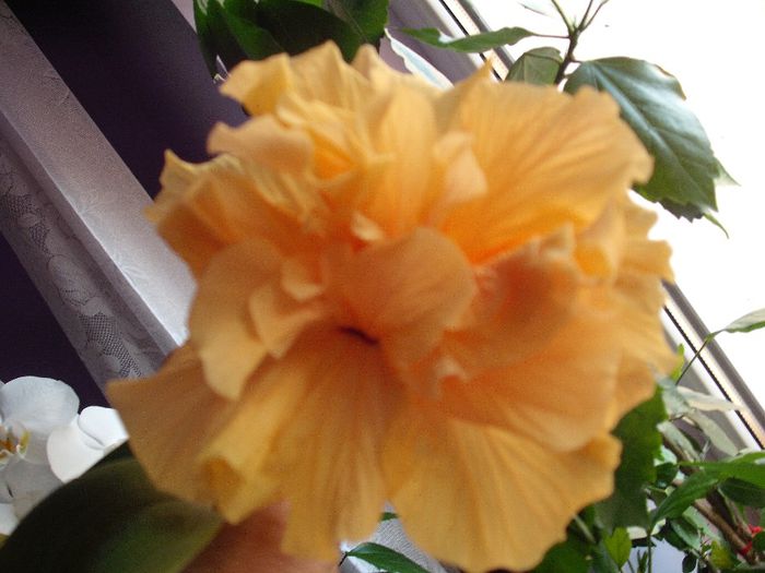 2014-05-31 18.23.47 - HIBISCUS