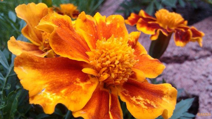 20140603_105107 - FLORI