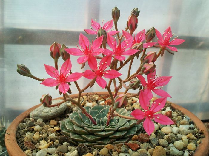 Graptopetalum bellum-Tacitus bellus