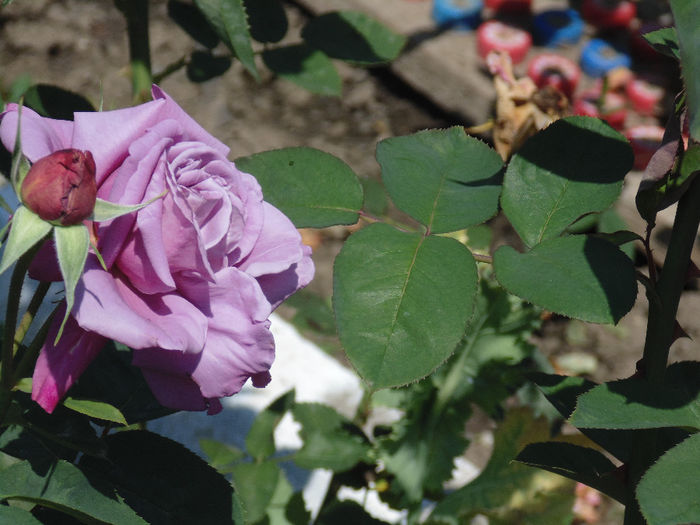 DSC02820 - Curtea si gradina