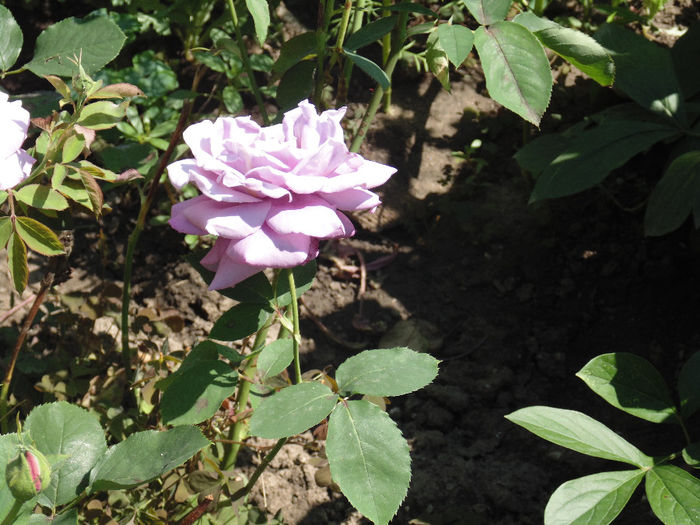 DSC02817 - Curtea si gradina