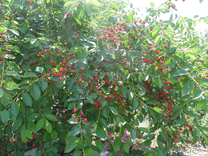 DSC02823 - Curtea si gradina