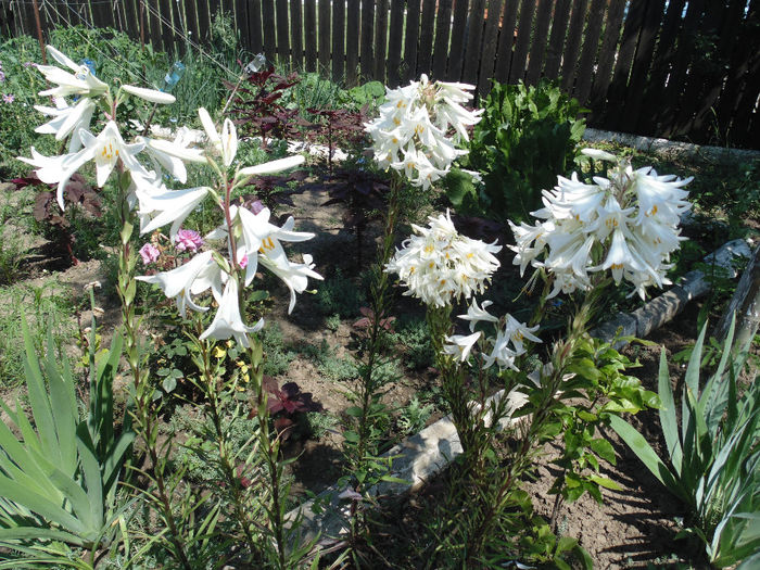 DSC02826 - Curtea si gradina