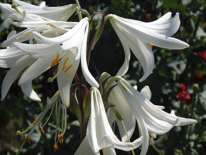 DSC02831 - Curtea si gradina