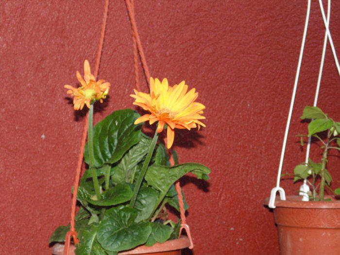 DSC02861 - Curtea si gradina