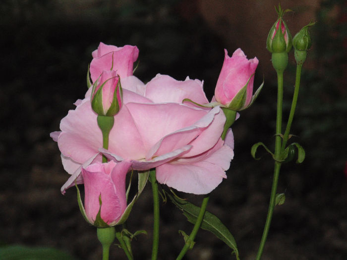 DSC02858 - Curtea si gradina