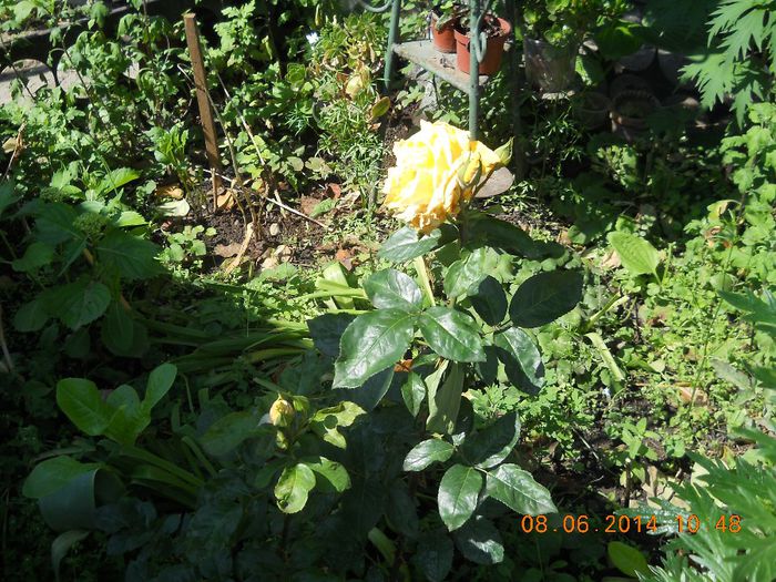 042 - FLORI DIN GRADINA MAMEI MELE 2014  II