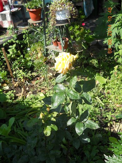 043 - FLORI DIN GRADINA MAMEI MELE 2014  II