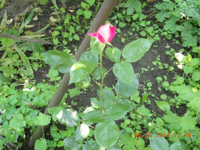 046 - FLORI DIN GRADINA MAMEI MELE 2014  II