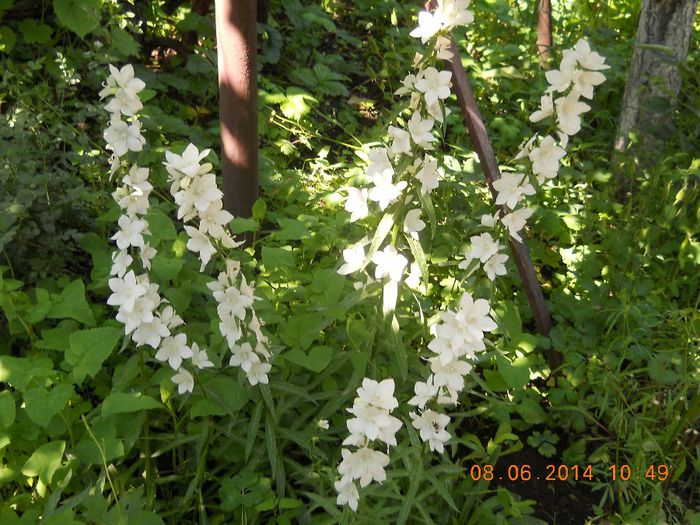 048 - FLORI DIN GRADINA MAMEI MELE 2014  II