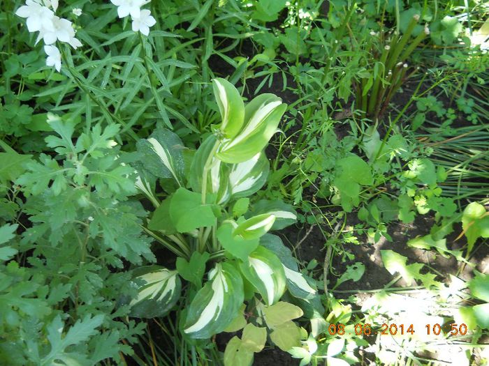 050 - FLORI DIN GRADINA MAMEI MELE 2014  II