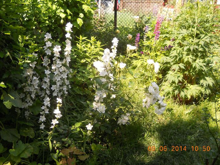 051 - FLORI DIN GRADINA MAMEI MELE 2014  II