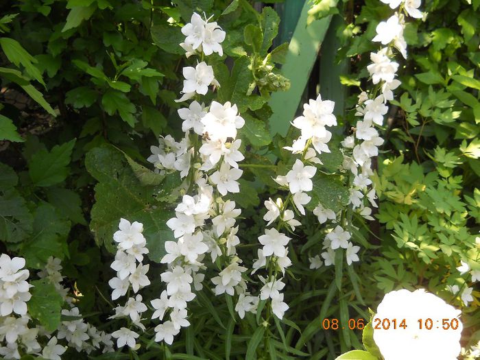 055 - FLORI DIN GRADINA MAMEI MELE 2014  II