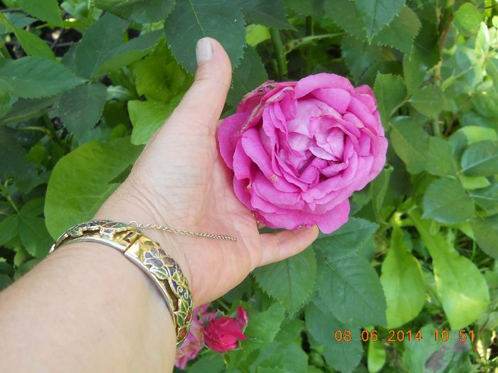 062 - FLORI DIN GRADINA MAMEI MELE 2014  II