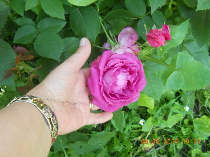 063 - FLORI DIN GRADINA MAMEI MELE 2014  II