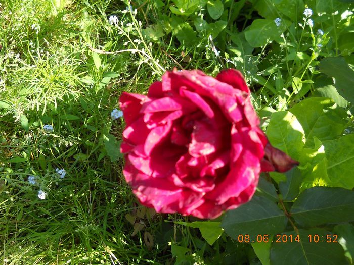 069 - FLORI DIN GRADINA MAMEI MELE 2014  II