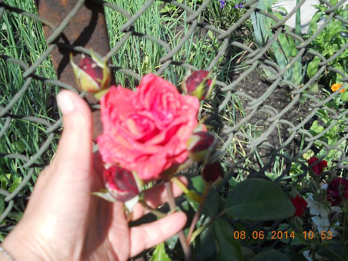 079 - FLORI DIN GRADINA MAMEI MELE 2014  II