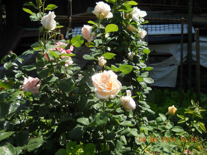 084 - FLORI DIN GRADINA MAMEI MELE 2014  II
