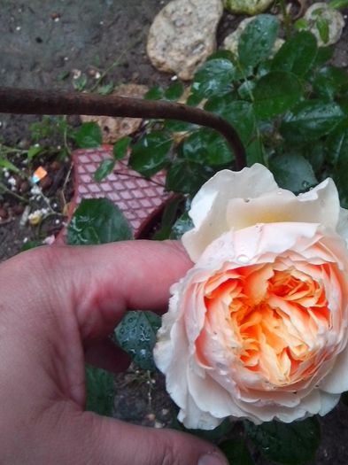 IMG_20140605_154219 - evolutie trandafiri -1 iunie 2014