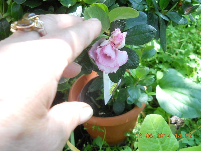 azaleea copacel