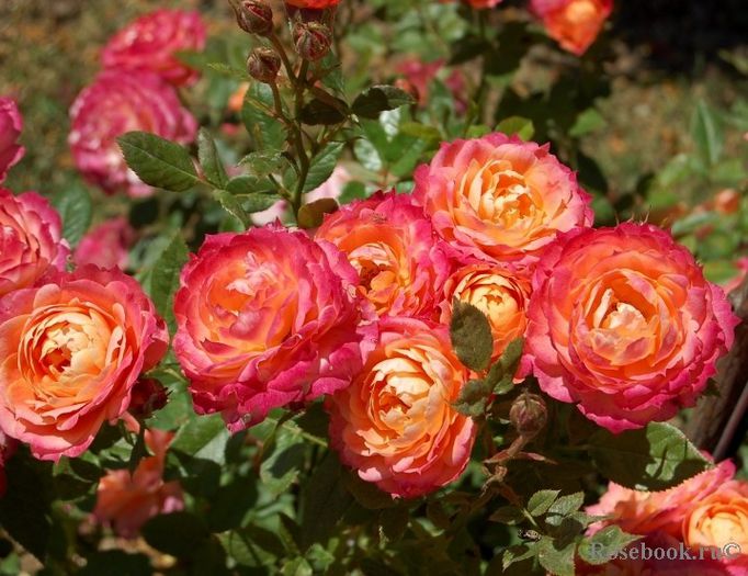trandafir Briosa1
