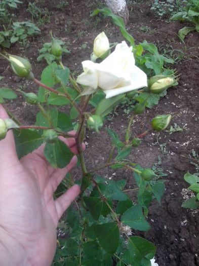 IMG_20140530_183016 - evolutie trandafiri -1 iunie 2014