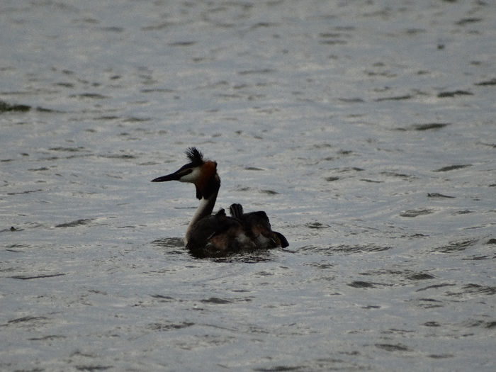 Corcodelul mare cu pui; Podiceps cristatus
