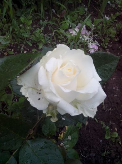 IMG_20140530_182959 - evolutie trandafiri -1 iunie 2014